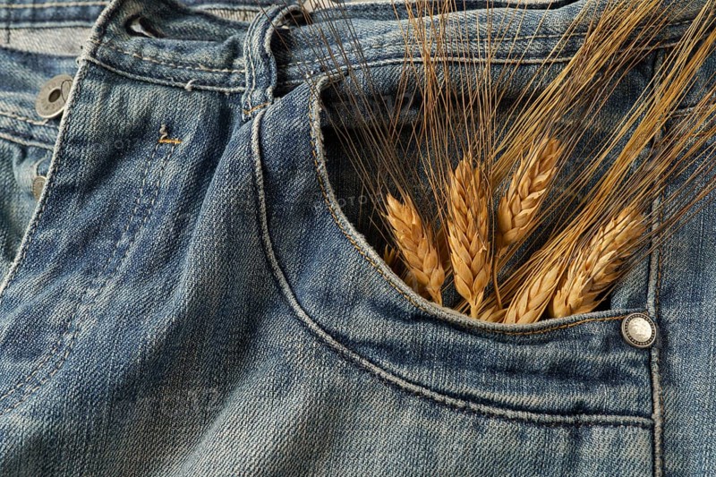Ripe ears of wheat sticking out of the pocket of blue jeans
