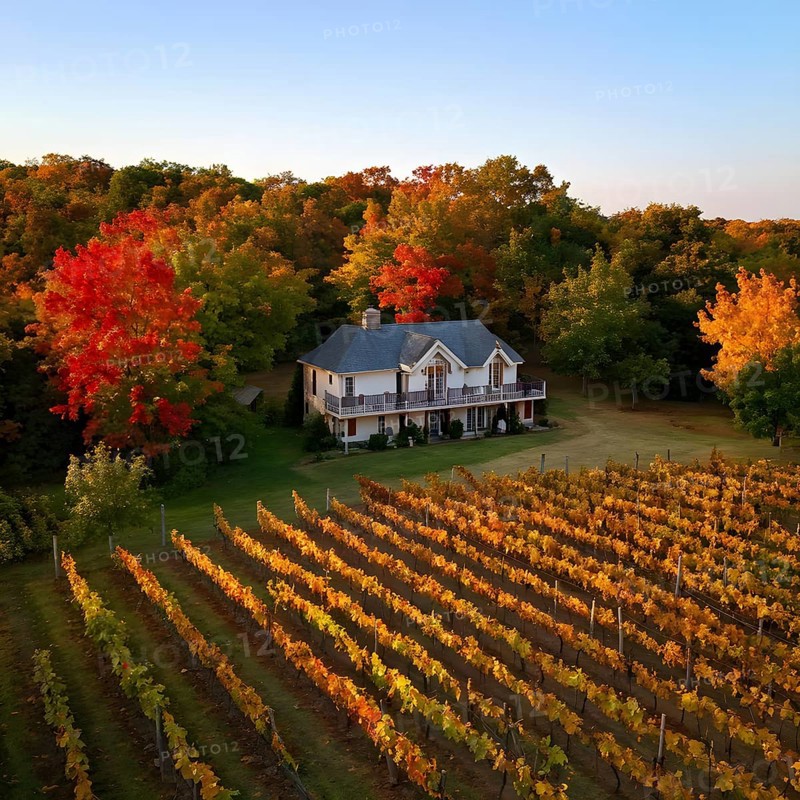Aerial view of a rustic vineyard cottage nestled in a canopy of vines leaves showcasing autumns color palette in the golden hour, AI generated