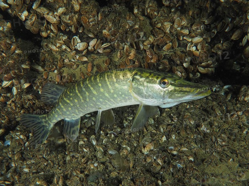 A pike (Esox lucius), swimming near the bottom of a freshwater habitat covered with quagga mussel (Dreissena rostriformis bugensis), an invasive species. Dive site Wildsau, Berlingen, Lake Constance, Switzerland, Europe