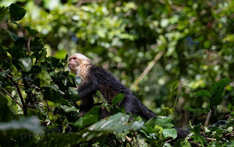 White-headed capuchin (Cebus imitator), walking on a branch between leaves, Tortuguero National Park, Costa Rica, Central America