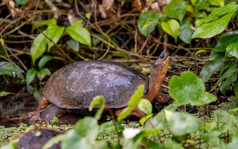 American tortoise (Rhinoclemmys funerea) among aquatic plants, Tortuguero National Park, Costa Rica, Central America