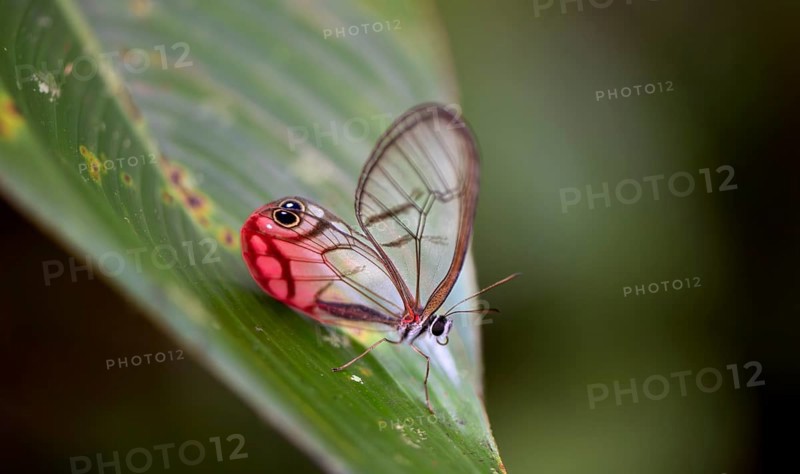 Rusted Clearwing-Satyr or blushing phantom (Cithaerias pireta), sitting on a green leave, Tortuguero National Park, Costa Rica, Central America