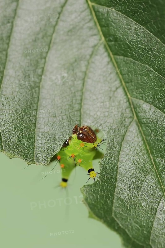 Indian luna moth (Actias selene), caterpillar, captive, occurrence in Asia