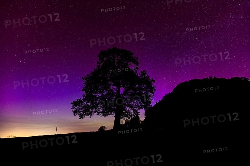 Silhouette of lime tree in front of aurora borealis, northern lights due to solar storm, Challhoechi, Basel-Land, Switzerland, Europe