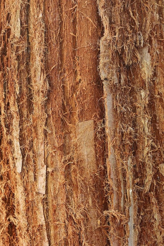 Coast redwood (Sequoia sempervirens), bark detail, native to North America, park tree, North Rhine-Westphalia, Germany, Europe