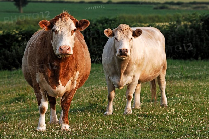 Two cows in the pasture, Netherseal, South Derbyshire, England, Great Britain