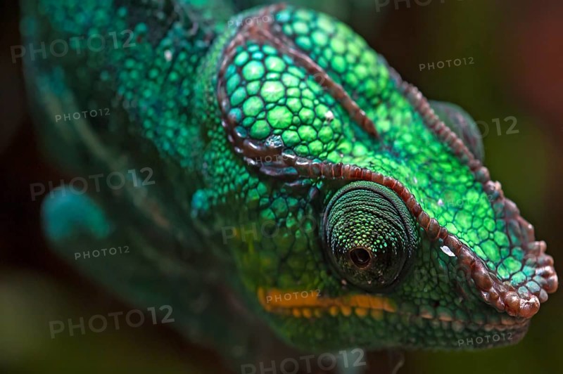 Panther Chameleon, terrarium in the Nuremberg Zoo, Nuremberg, Middle Franconia, Bavaria, Germany, Europe