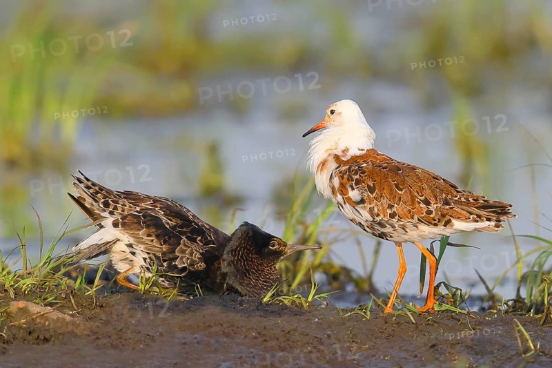 Ruff (Philomachus pugnax), mating behaviour, mating plumage, snipe birds, Ochsenmoor, Duemmer See nature park Park, Huede Lower Saxony, Germany, Europe