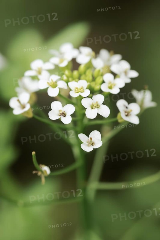 Watercress (Nasturtium officinale), flowers, medicinal plant, North Rhine-Westphalia, Germany, Europe