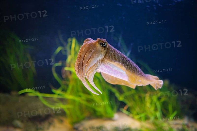 The Common (European) Cuttlefish (Sepia officinalis) underwater in sea, cephalopod, related to squid and octopus