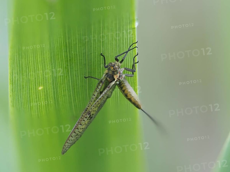 Dragonfly, rats, Styria, Austria, Europe