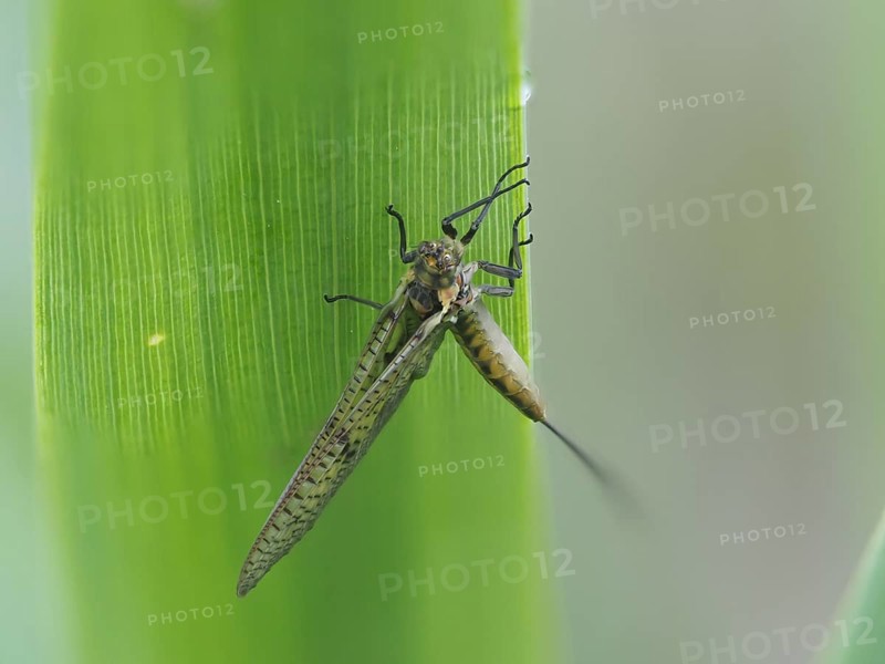 Dragonfly, rats, Styria, Austria, Europe