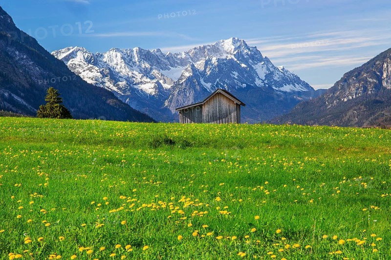 Spring meadow with hay barn in front of Zugspitzgruppe 2962m in Wetterstein range, Eschenlohe, Loisachtal, Das Blaue Land, Upper Bavaria, Bavaria, Germany, Europe