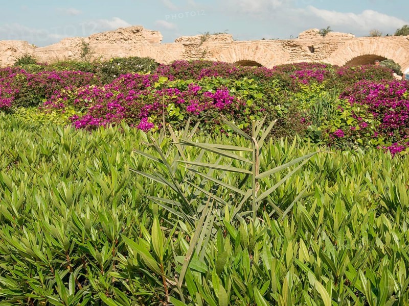 Purple and green vegetation stretches in front of ancient ruins under a blue sky, Purple flowers green plants in front of historic ruins and blue sky, Tunis, Tunisia, Africa