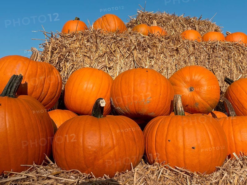Stack of pumpkins on straw bales with clear blue sky in the background, many orange pumpkins at harvest time, borken, germany