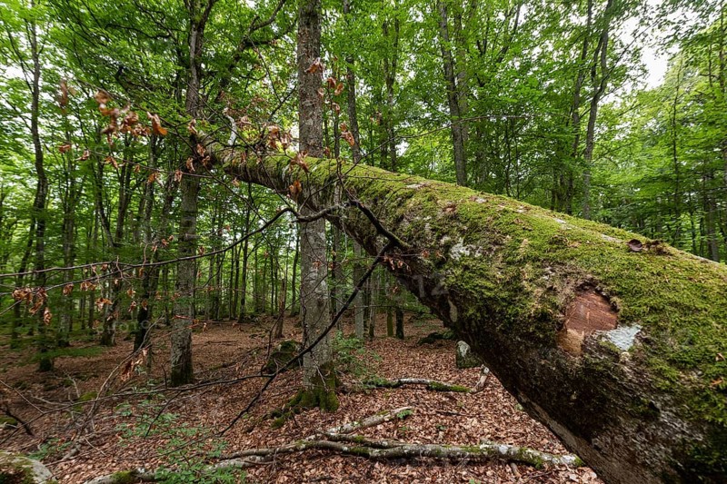Fallen beech, tree trunk, near Aelmhult, Sweden, Europe