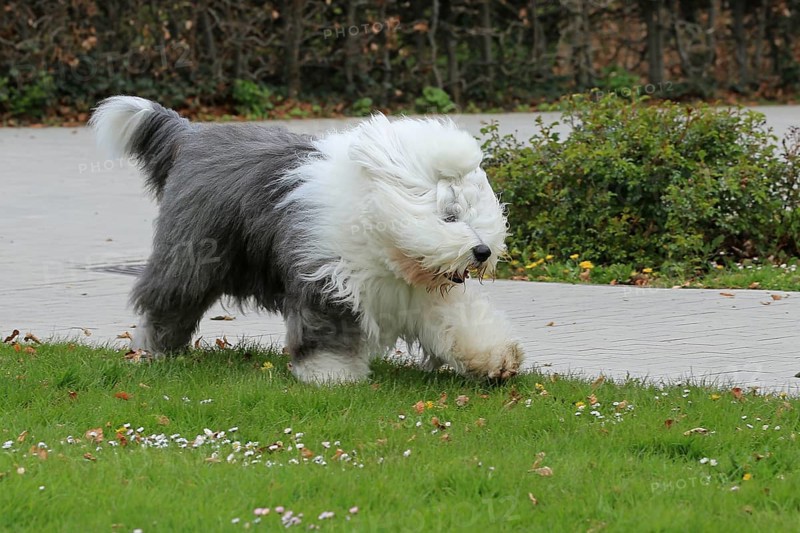 Bobtail, Old English Sheepdog