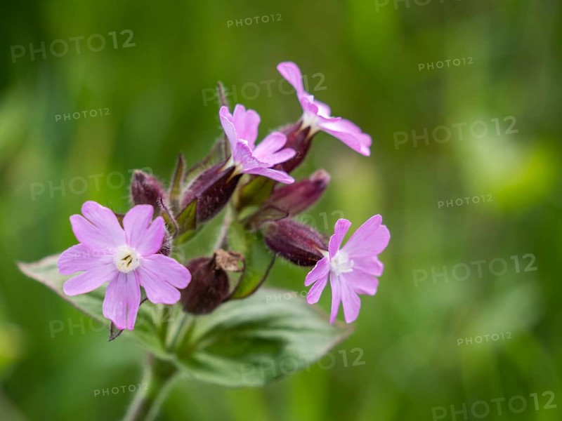 Red campion (Silene dioica), near Irdning, Ennstal, Styria, Austria, Europe