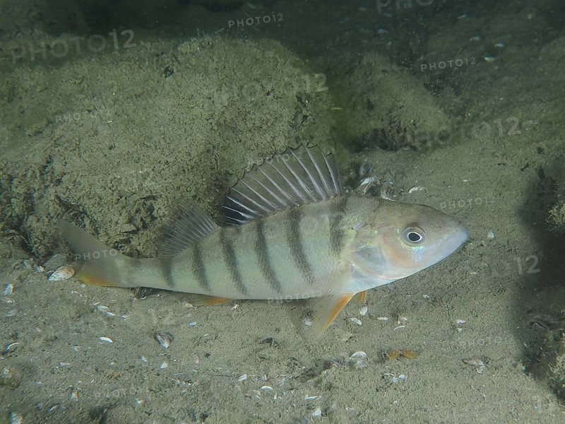 A striped fish, river european perch (Perca fluviatilis), swims peacefully over a sandy bottom. Dive site Terlinden, Kuesnacht, Lake Zurich, Canton Zurich, Switzerland, Europe