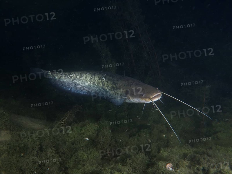 A catfish (Silurus glanis) glides through dark water at night. Dive site Zollbruecke, Rheinau, Canton Zurich, Rhine, High Rhine, Switzerland, Germany, Europe