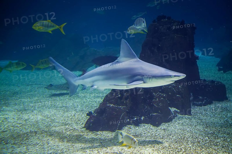 Sandbar shark Carcharhinus plumbeus underwater in sea