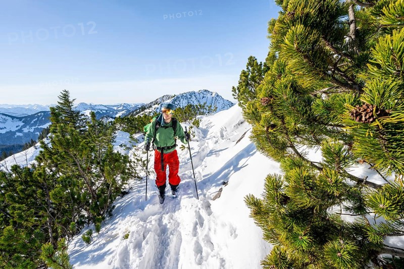 Ski tourers between mountain pines, on the ascent to the Aiplspitz, Mangfall mountains, Bavarian Prealps, Bavaria, Tyrol