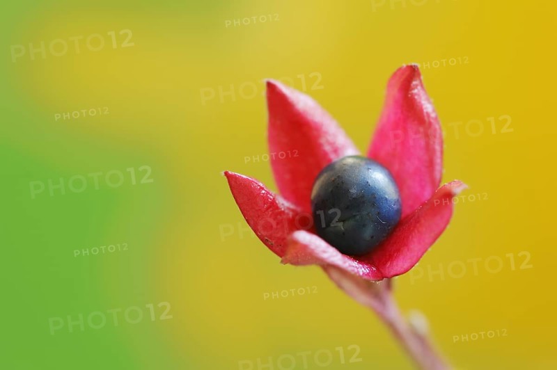 Japanese clerodendrum or Chinese clerodendrum (Clerodendrum trichotomum), fruiting stem, native to Asia, ornamental plant
