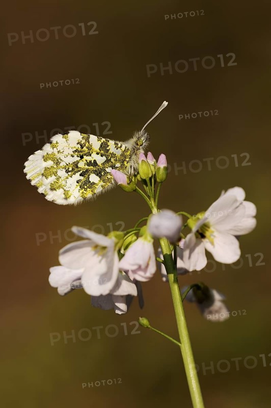 Orange tip (Anthocharis cardamines) on cuckoo flower (Cardamine pratensis), North Rhine-Westphalia, Germany, Europe