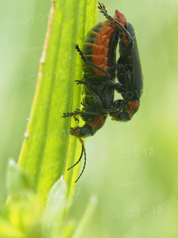 Insects mating, near Bad Mitterndorf, Styria, Austria, Europe