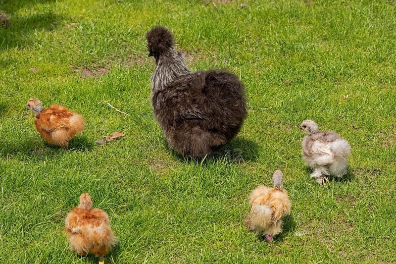 Silkie hen with chicks, Wittorf, Samtgemeinde Bardowick, Lower Saxony, Germany, Europe