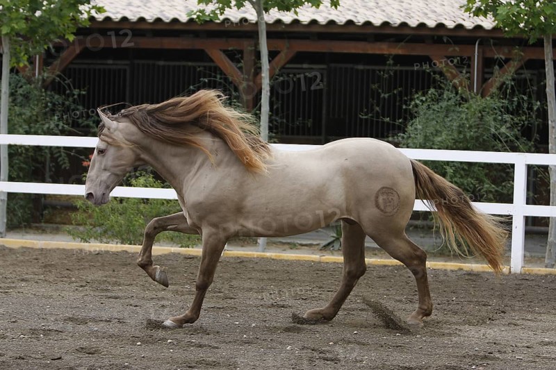 Andalusian, Andalusian horse, Antequerra, Andalusia, Spain, Europe