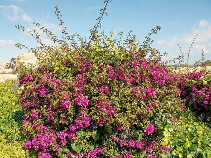 Large bush with purple flowers in front of historical ruins and blue sky, Purple flowers green plants in front of historical ruins and blue sky, Tunis, Tunisia, Africa
