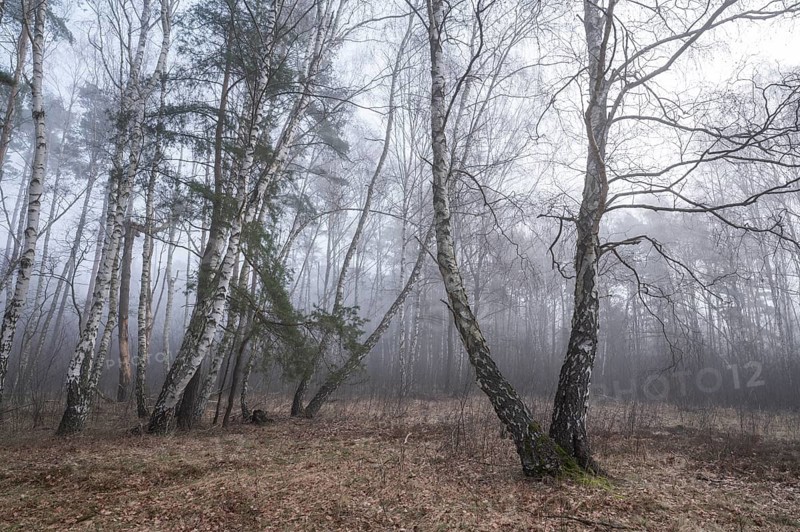 Downy birches (Betula pubescens) in winter in the fog, Lower Saxony, Germany, Europe