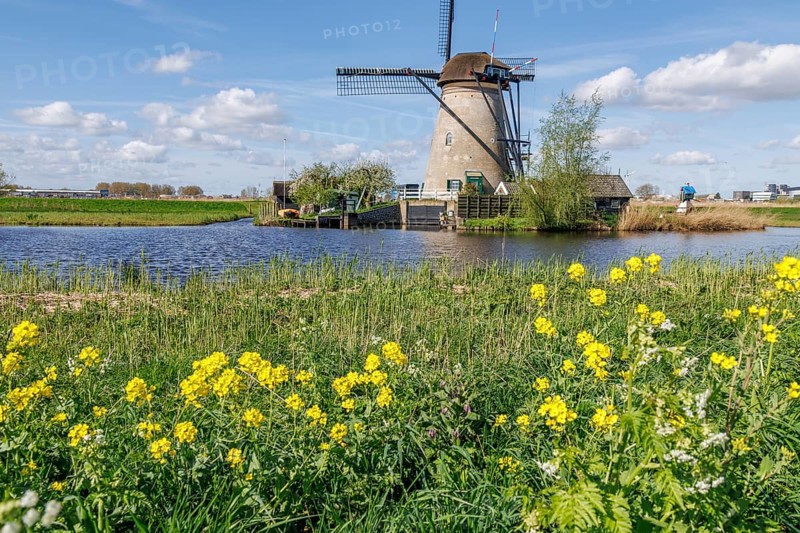 Idyllic landscape with windmill and flowering meadow on the river bank in daylight, many historic windmills on a river in the middle of fields, Kinderdijk, Netherlands