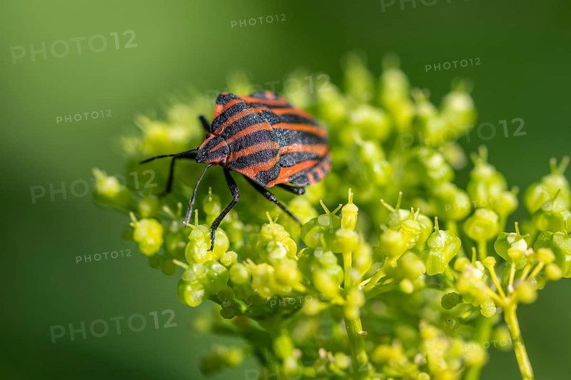 Italian striped bug (Graphosoma lineatum), Emsland, Lower Saxony, Germany, Europe