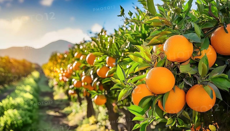 Vibrant oranges in a plantation, under bright sunlight and with mountains in the background, AI generated, AI generated