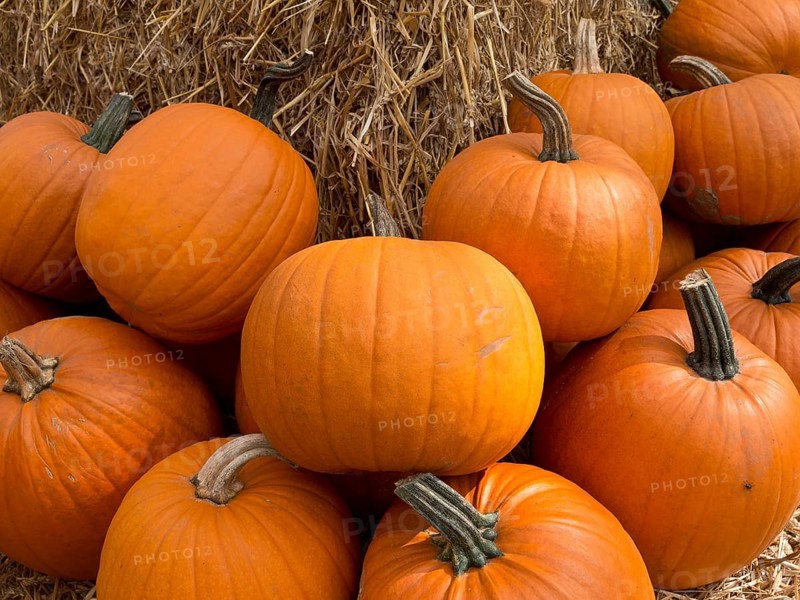 Fresh pumpkins on a pile of straw on an autumn day, many orange pumpkins at harvest time, borken, germany