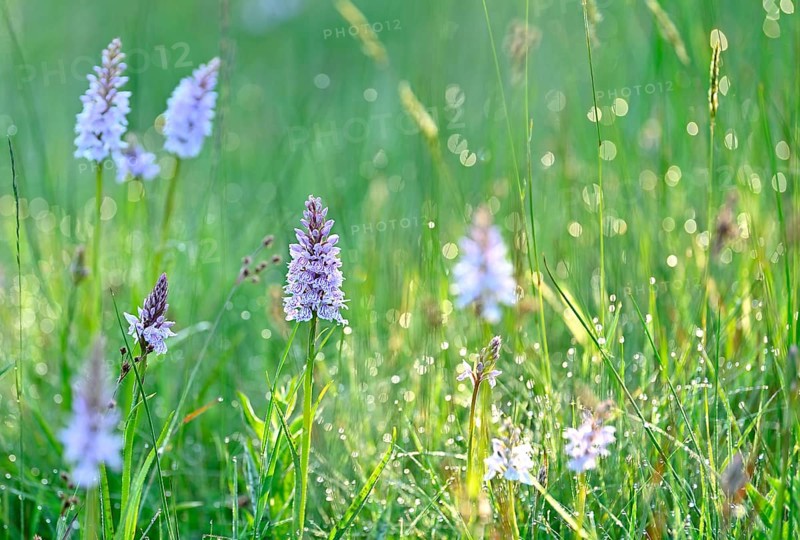 Moorland spotted orchid (Dactylorhiza maculata), flowering wild orchid, Lower Rhine, North Rhine-Westphalia, Germany, Europe