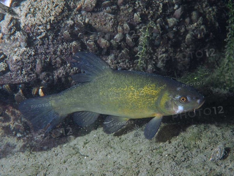A tench (Tinca tinca) swims alone near the river bottom. Dive site Zollbruecke, Rheinau, Canton Zurich, Rhine, High Rhine, Switzerland, Germany, Europe