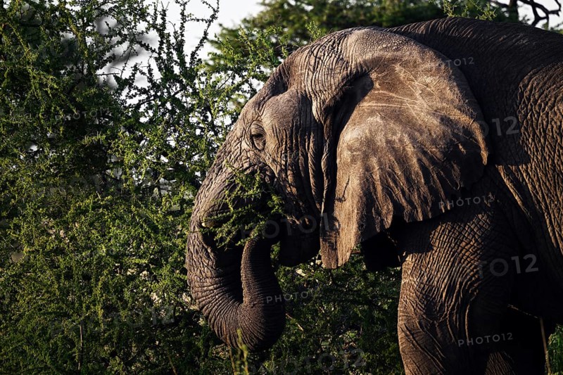 African elephant (Loxodonta africana) feeding on acacia branches, Serengeti National Park, Tanzania, Africa
