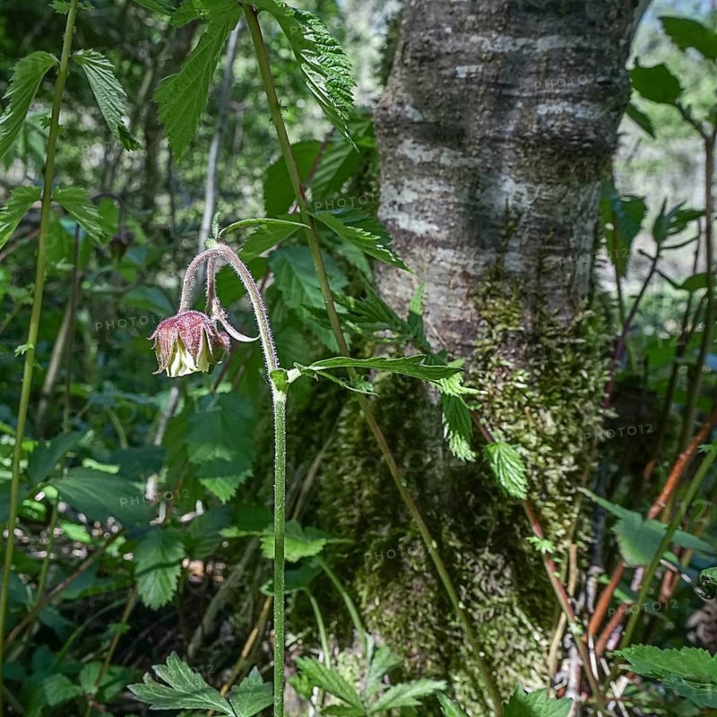 A flower leans towards a moss-covered tree in the forest. water avens (Geum Rivale) on the shore of the Almsee. Almtal Upper Austria nature reserve