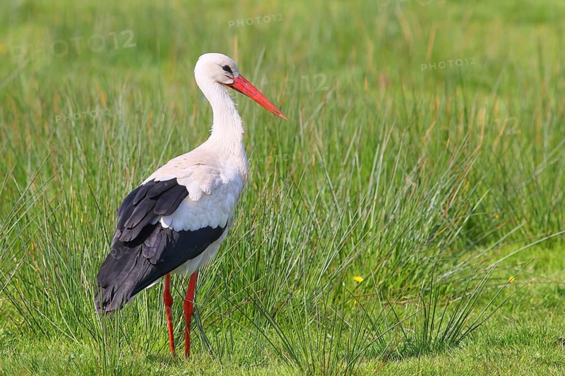 White stork (Ciconia ciconia) standing in a wet meadow, Ochsenmoor on Lake Duemmer, Lower Saxony, Germany, Europe