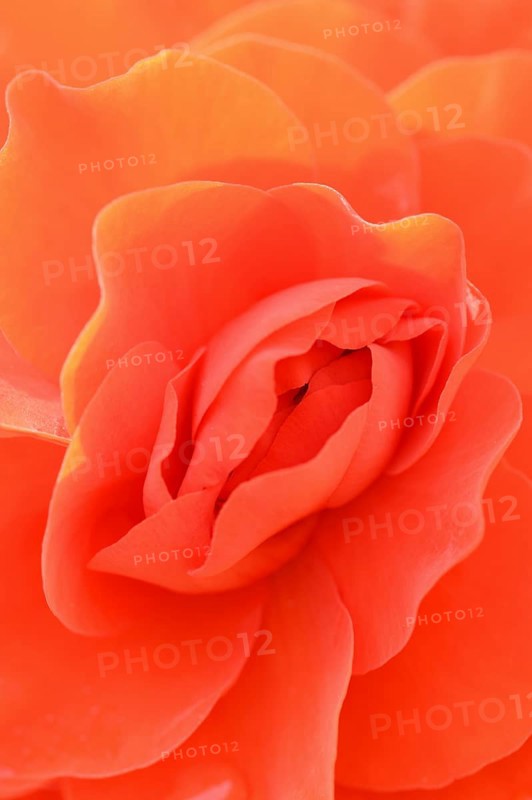 Tuberous begonia (Begonia x tuberhybrida), flower detail, ornamental plant, North Rhine-Westphalia, Germany, Europe