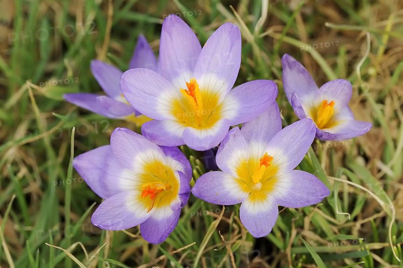 Sieber's crocus or Greek dwarf crocus (Crocus sieberi), North Rhine-Westphalia, Germany, Europe
