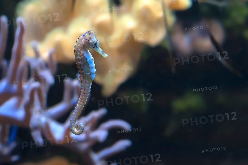 Seahorse (Hippocampus spec.) in the aquarium, zoo, Nuremberg, Middle Franconia, Bavaria, Germany, Europe