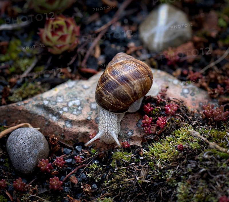 Vineyard snail (Helix pomatia) crawling, rock garden, Stuttgart, Baden-Wuerttemberg, Germany, Europe