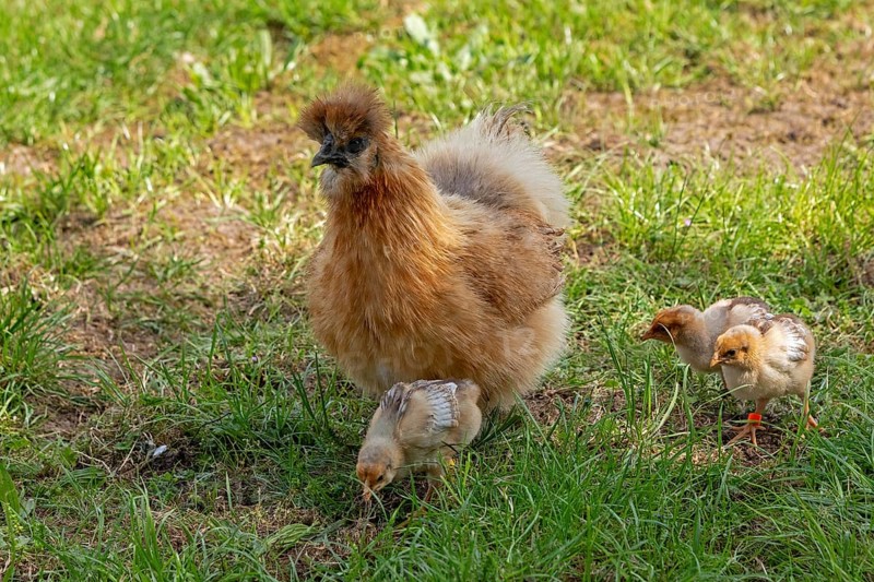 Silk hen with Wyandotte chick, hen, Wittorf, Samtgemeinde Bardowick, Lower Saxony, Germany, Europe