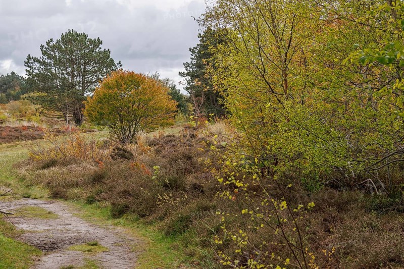 Autumnal forest path with colourful leaves and dense bushes, grasses and shrubs with trees and a hiking trail in a heath landscape, Nes, Ameland, Niederlade