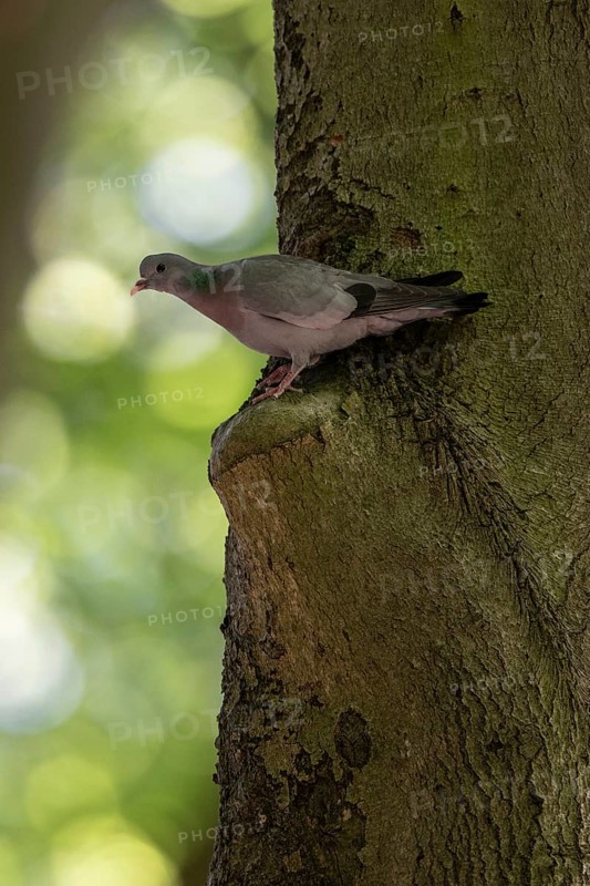 Stock Dove (Columba oenas), Emsland, Lower Saxony, Germany, Europe