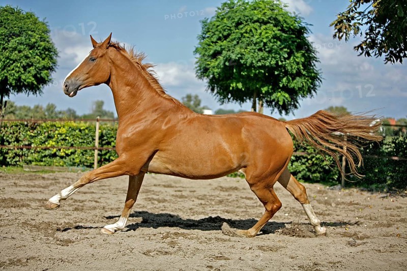Hanoverian